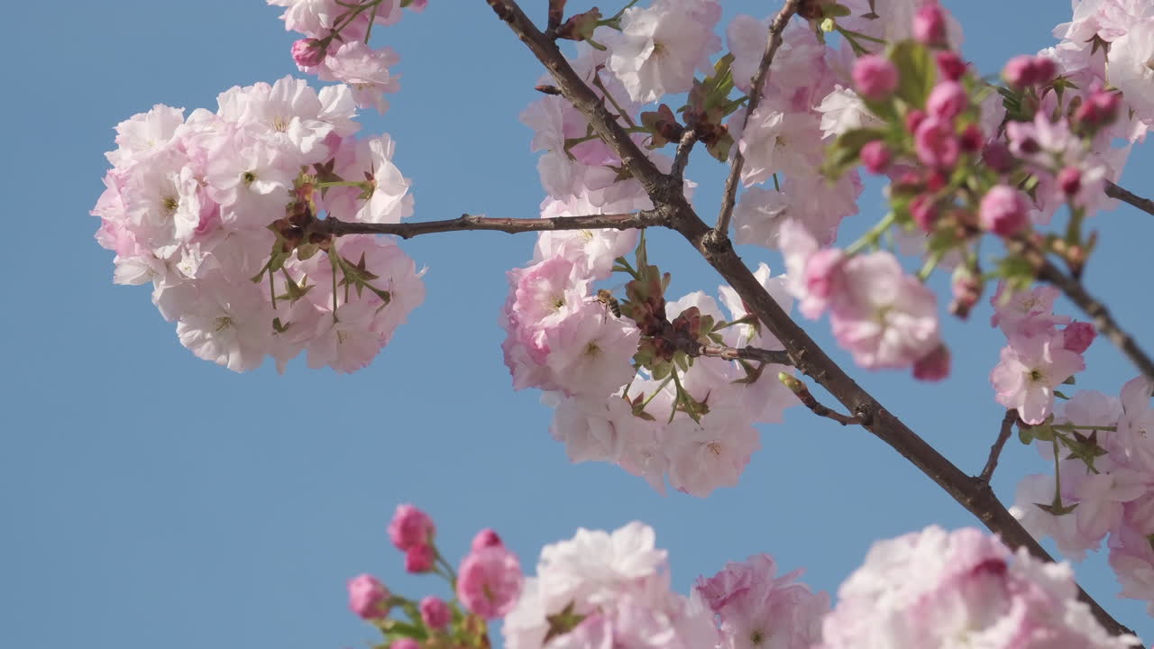 las delicadas flores de cerezo estallan en flor contra un cielo azul claro, anunciando la llegada de la primavera