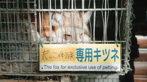 zorro triste en cautiverio encerrado en una jaula en un zoológico en sendai, miyagi, japón