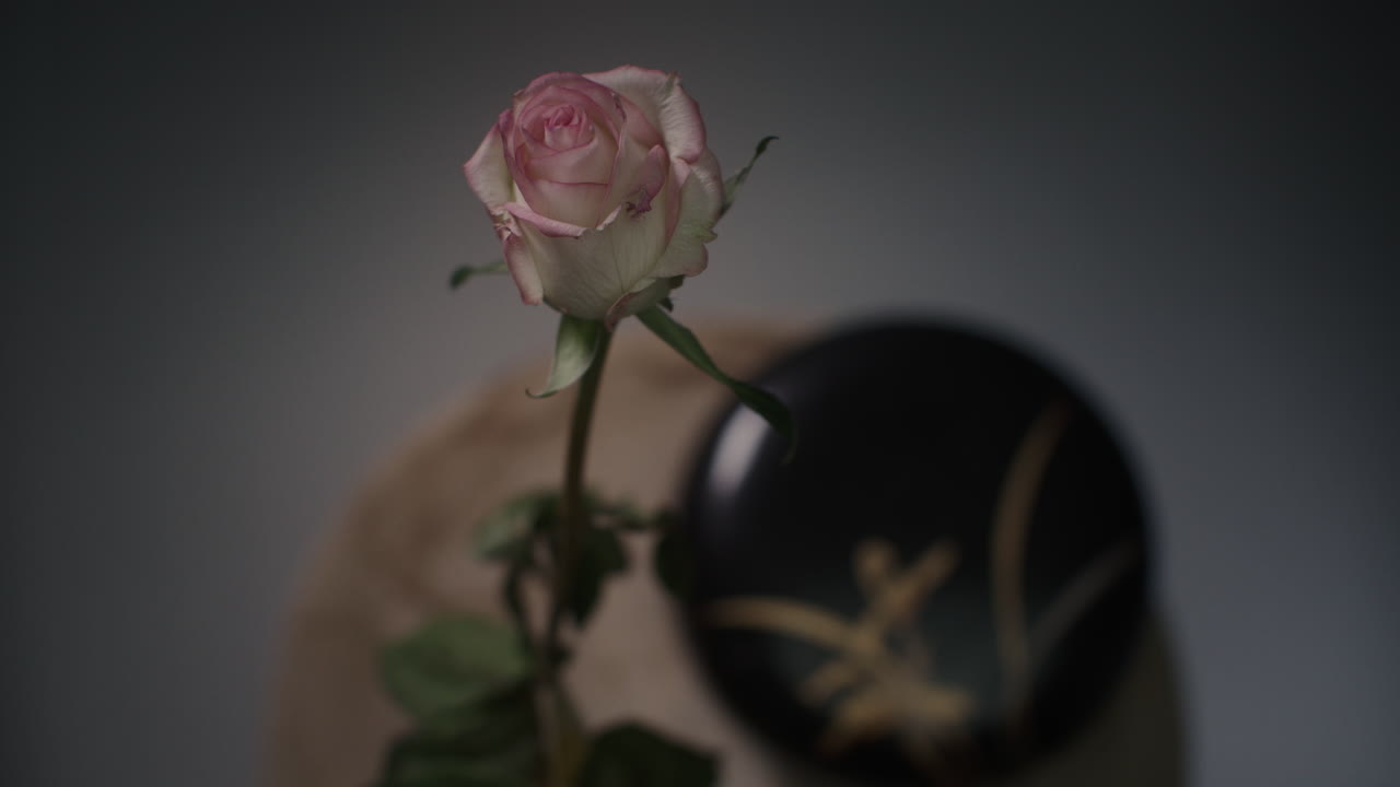 A single rose withers in a vase timelapse
