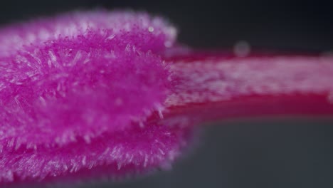 partículas microscópicas de polen en el pistilo del estigma de la flor