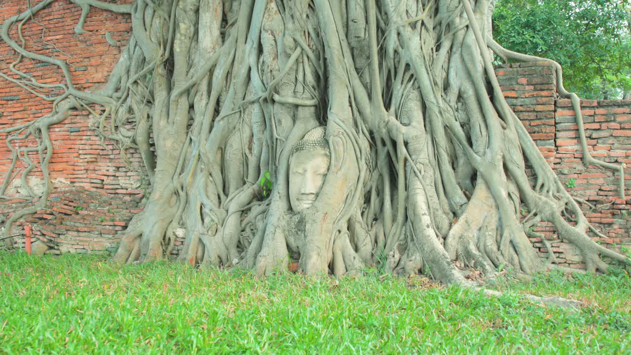 Thai Buddhist Head Entwined in Tree Roots at Ayutthaya's Historical Temple Grounds, Thailand