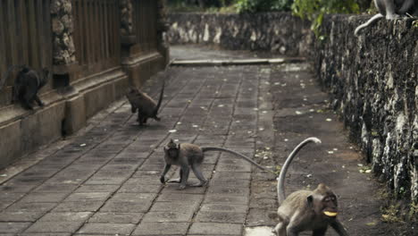 monkeys gathering on stone temple steps, indonesia slow motion