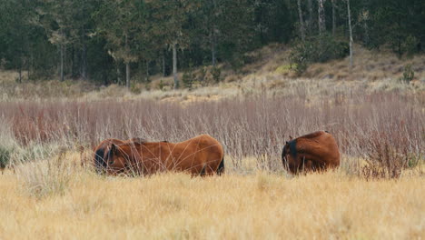 rebaño de caballos marrones comiendo en un campo de tussock dentado con bosque de pino caribeño en el fondo