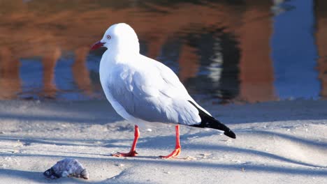 a seagull with white plumage and red legs walks across a sunlit sandy beach near shallow water, captured in steady, natural daylight with smooth camera tracking