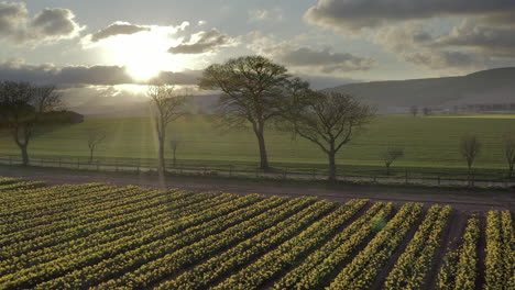 an aerial view pulling away from trees over a field of yellow daffodils as the spring sun begins to set, aberdeenshire, scotland