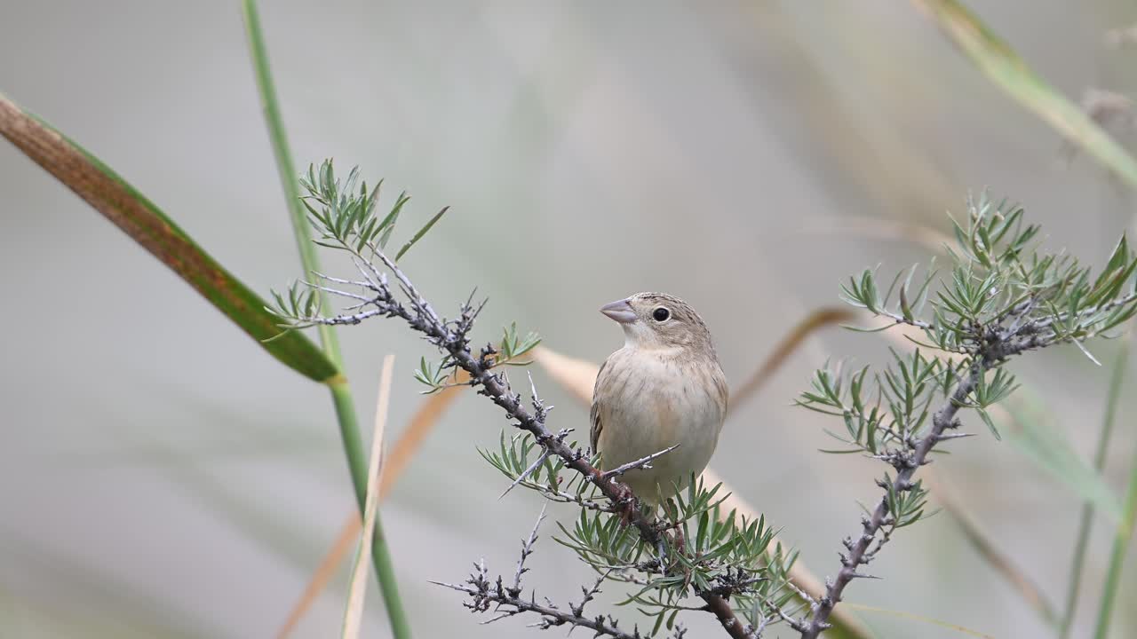 Sorthovedet værling, Emberiza melanocephala, siddende på en busk
