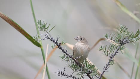 el bunting de cabeza negra, emberiza melanocephala posado en el arbusto