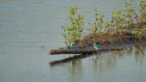 Two-individuals-seen-from-their-backs-while-perched-on-a-bamboo,-collared-kingfisher-Todiramphus-chloris,-Thailand