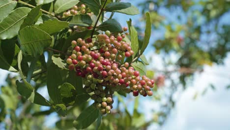 close up 4k shot of beautiful growing and ripe red, white, and pink brazilian peppercorn berries on their tree in the tropical florida everglades near miami on a warm sunny summer day