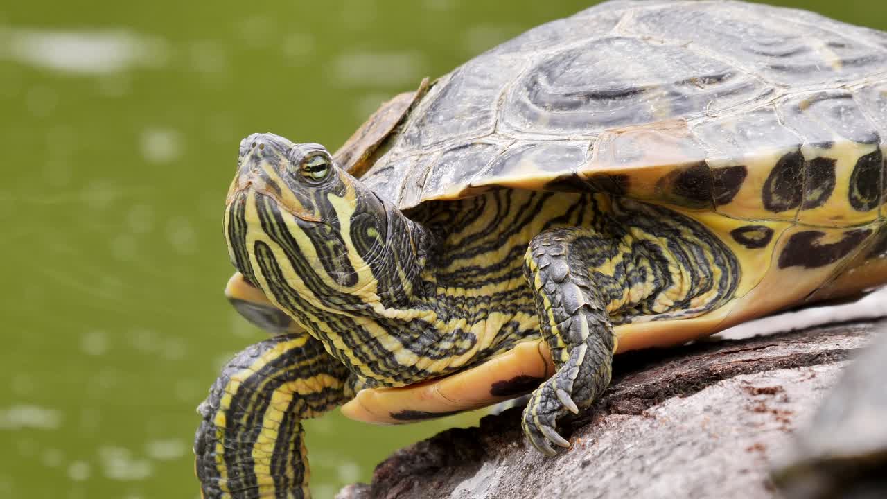 Close up shot of wild turtle with yellow and black stripes enjoy the nature on pond