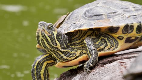 close up shot of wild turtle with yellow and black stripes enjoy the nature on pond