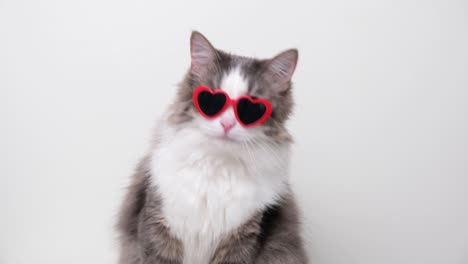 gato gracioso con gafas de sol en forma de corazón rojo sentado sobre un fondo blanco. tarjeta postal con gato con espacio para el texto. concepto día de san valentín, boda, día de la mujer, cumpleaños