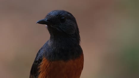 Looking-to-the-right-then-up,-chirps,-then-looks-to-the-left,-White-rumped-Shama-Copsychus-malabaricus,-Thailand