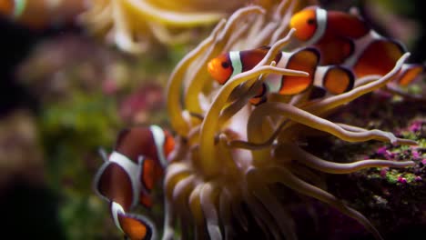 een kleine anemoonvis met actinia bij koraalrif