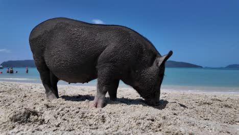 Cerdo-En-Las-Arenas-De-Koh-Madsum,-Tailandia