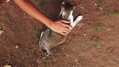 Top-view-of-a-woman's-hand-tickling-and-playing-with-a-tabby-rescued-kitten