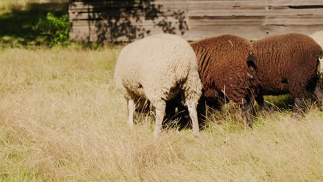 Black-and-white-sheep-standing-with-their-backs