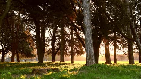 Zeitraffer-Des-Sonnenuntergangs-Hinter-Bäumen-Während-Der-Goldenen-Stunde-In-Einem-Park-Mit-Menschen,-Die-Im-Hintergrund-Fußball-Spielen