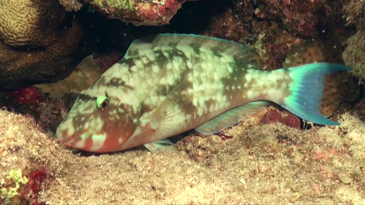 열대 산호초에서 쉬고 있는 다채로운 산호 물고기