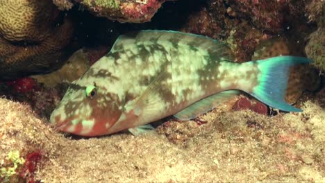 colorful coral fish resting on tropical coral reef