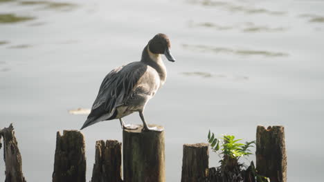 Nördliche-Pintail-Ente,-Die-Auf-Einer-Holzsäule-Steht,-Während-Sie-Sich-An-Einem-Sonnigen-Tag-In-Tokio,-Japan,-In-Einem-Ruhigen-See-Pflegt