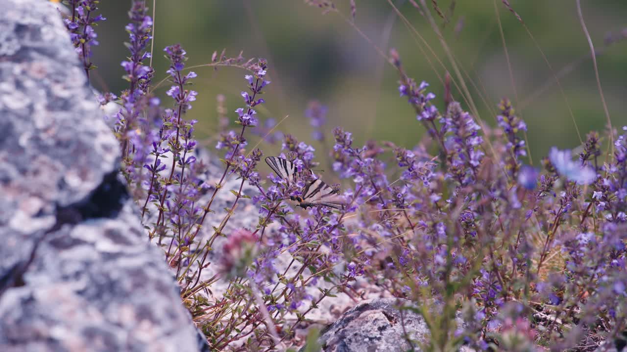 Fiori di lavanda viola ondeggiano dolcemente nella calda brezza estiva