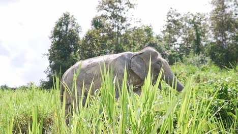 Wilder-Elefant,-Der-Im-Hohen-Gras-Spaziert