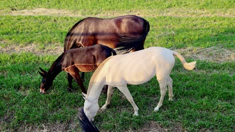 horses and donkeys grazing grass at dusk. herbivores grazing. spain