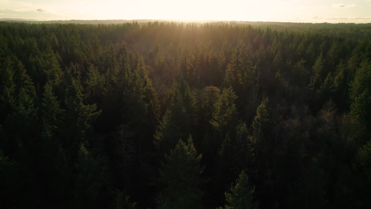 Illuminazione dell'ora d'oro su una foresta infinita di alberi sempreverdi ripresa da drone.
