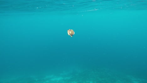 a giant triggerfish swims through the ocean under the surface, surrounded by clear blue waters