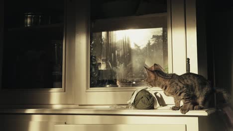 kitten exploring new kitchen locations