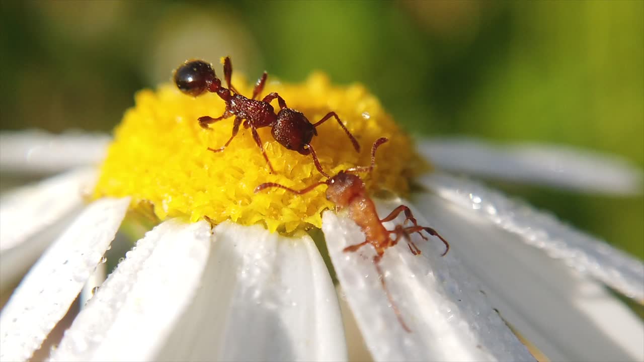 primer plano de dos hormigas se ven caminando a través de una flor silvestre