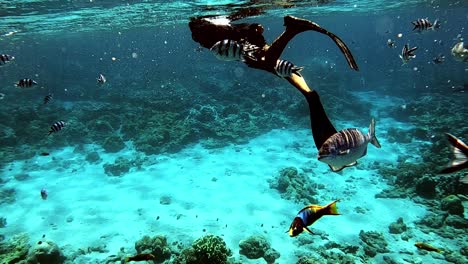 man enjoying his snorkeling with the view of marine life under the deep blue sea