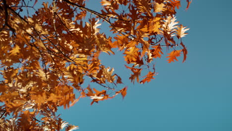 Eichenzweige-Orange-Blätter-Herbstlandschaft.-Ruhiger-Landschaftspark-Sonniger-Tag.