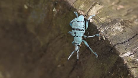 Colorful-blue-weevil-of-genus-Eupholus-in-natural-background,-macro