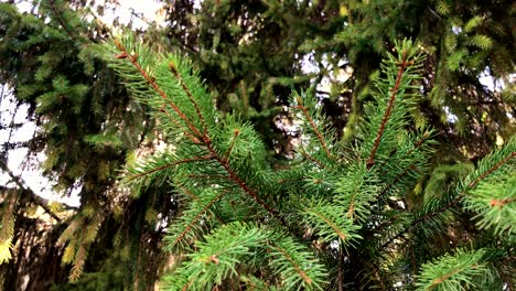 4k footage. details of fresh green conifer branch with sunrays and flare