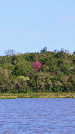 vertical shot shows the río yabebiry in the foreground with a green hillside in the back where a single blooming pink lapacho tree stands out among the dense foliage, natural light, real time, static