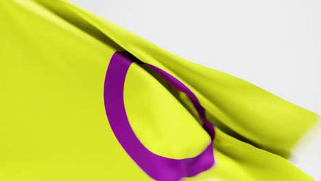 vdeo-of-Intersex-Pride-Flag-flapping-against-white-background