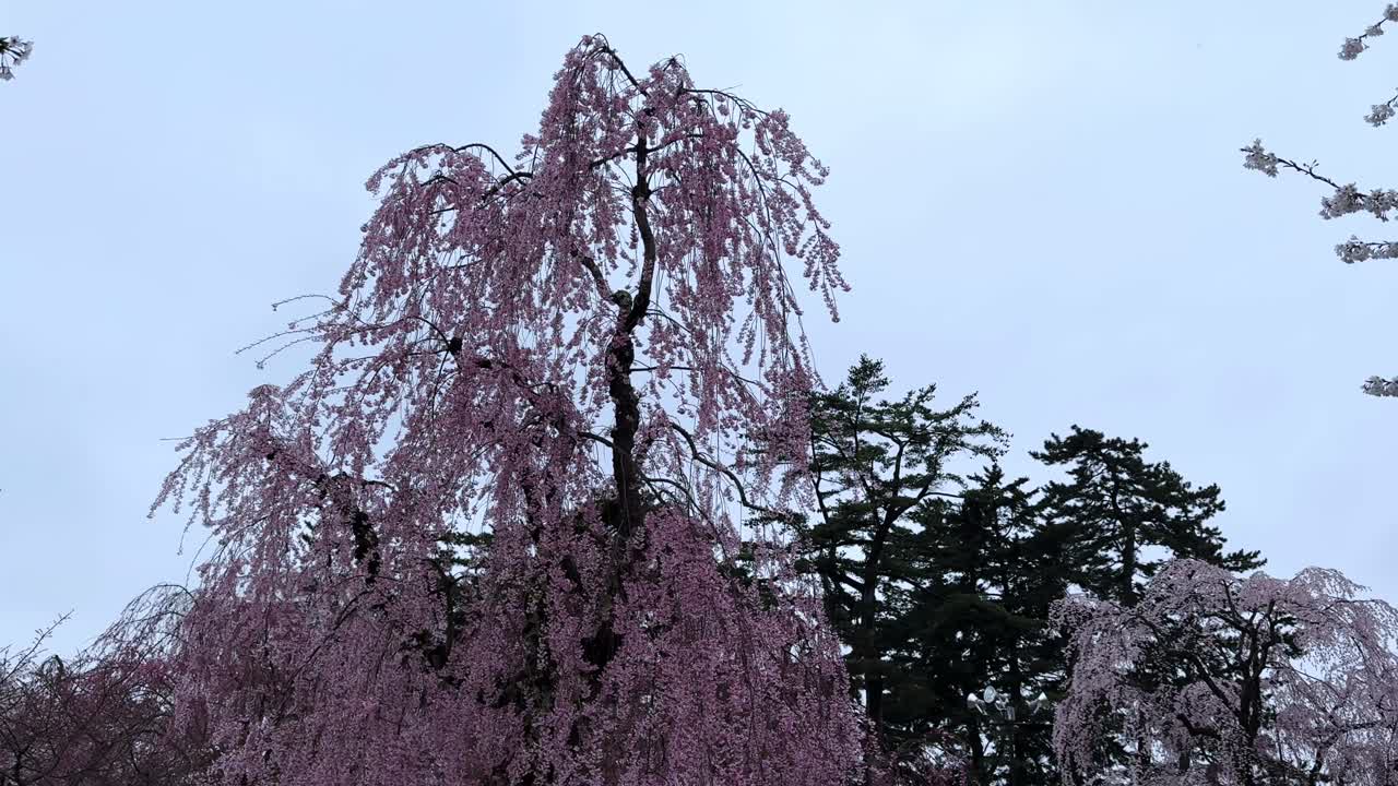 Cherry blossoms at Hirosaki Castle during the bloom season, vibrant pink flowers hanging from trees