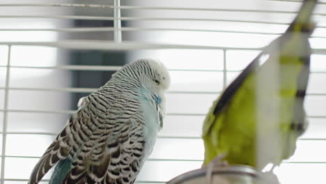 parakeets in a cage