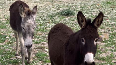 couple of donkeys, walking outdoors