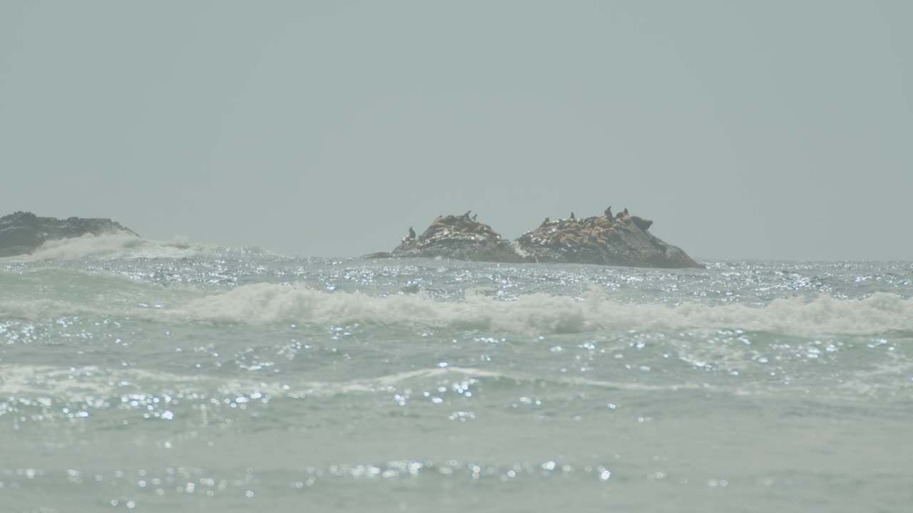 바다 사자 들 은 반 ⁇ 이는 바다 의 바위  ⁇  에서 휴식을 취하고 있다
