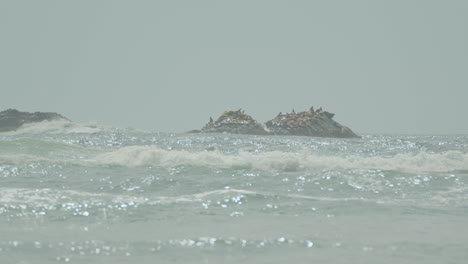 sea lions resting at rocky outcrop in the shimmering ocean static