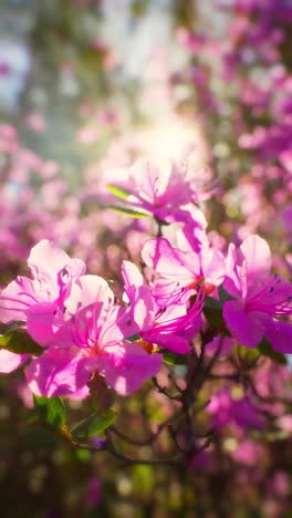 pink azalea blossoms in sunlight