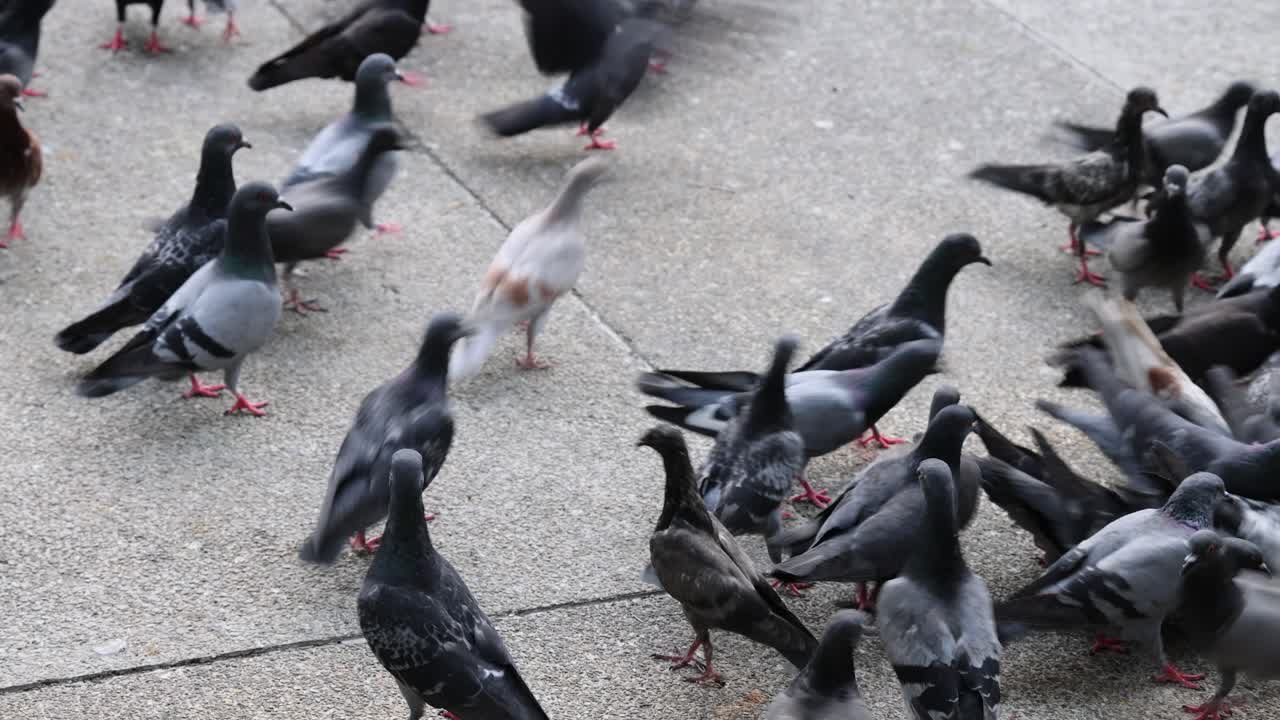 비둘기 들 이 모여 먹이 를 먹고 도로 위 에 날아갑니다