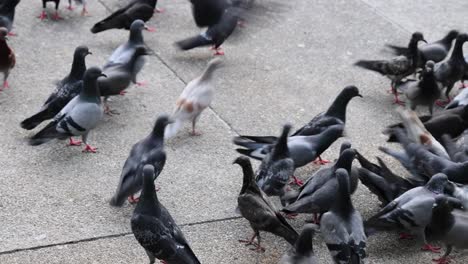 las palomas se reúnen, se alimentan y vuelan por el pavimento