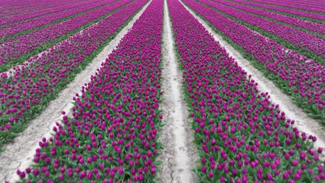 Rows-of-Purple-Tulips-in-full-bloom,-Aerial-view