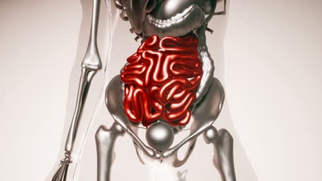 Human-Intestine-Model-with-all-Organs-and-Bones