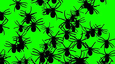 invasion of spiders