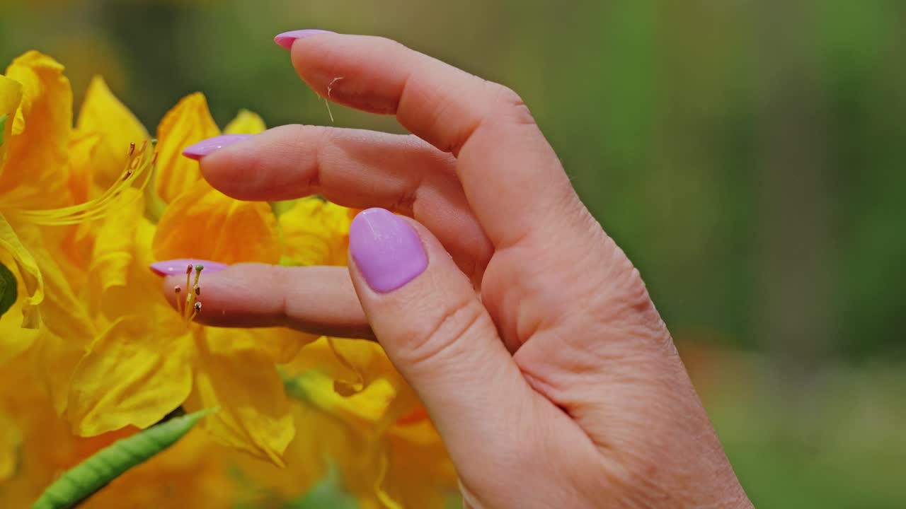 Delicate hand touches blooming yellow flower stamens in natural light close up